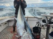 TW’s Bait & Tackle, Giant Bluefin Tuna