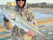 TW’s Bait & Tackle, Bluefish Are Showing Up