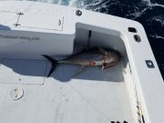 Phideaux Fishing Charters Outer Banks, 109 lb. yellow fin