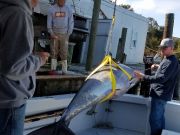 Phideaux Fishing Charters Outer Banks, If you want to catch a big tuna, you better come now
