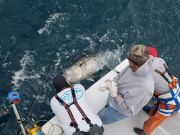 Phideaux Fishing Charters Outer Banks, Blue fin everywhere
