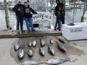 Phideaux Fishing Charters Outer Banks, Yellow fins are available for your dinning pleasure