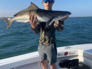 Hatteras Harbor Marina, Bluefish, Red Drum, and Cobia
