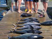 Phideaux Fishing, Tuna Fun