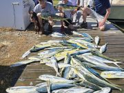 Phideaux Fishing, Great mahi fishing, thanks Mathew!!