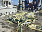 Phideaux Fishing, More mahi!!