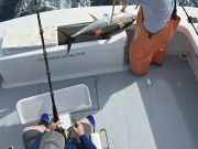 Phideaux Fishing, Nice ones!