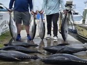 Phideaux Fishing, Yellowfin showed up!!