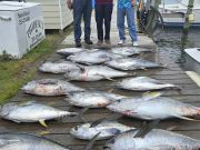 Outer Banks Fishing Charters, Nice Yellowfin