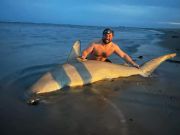 TW’s Bait & Tackle, Plenty Of Sharks