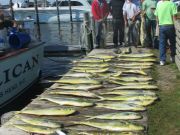 Oregon Inlet Fishing Center, Gaffer Dolphin & Yellow Fin Tuna