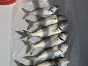 Miss Oregon Inlet II Head Boat Fishing, Blue Fish bite is HOT