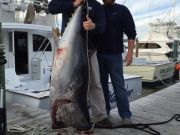 TW’s Bait & Tackle, TW's Daily Fishing Report. 2/4/16