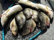 Oceans East Bait & Tackle Nags Head, Crappie!