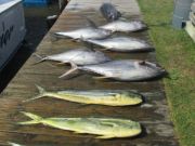 Oregon Inlet Fishing Center, Nice Yellow Fin Tuna and Mahi Mahi - Can't beat that combination!
