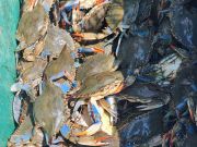 Risky Business Shrimping & Crabbing Charters, Plenty of Crabs!