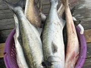 Gecko Sportfishing, Let's go Fishing!