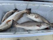 Gecko Sportfishing, They Are Still Here