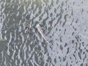 Jennette's Pier, Tons of Mullet Under Pier!