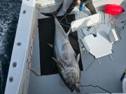 Outer Banks Fishing Charters, Big tuna are here!!