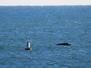 Jennette's Pier, Humpback Whale Sighting