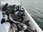 Gecko Sportfishing, Duck Hunting