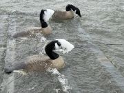 Gecko Sportfishing, Done With Ducks, Ready for Fish!