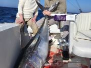 C-Legs Sportfishing, Availability This Week