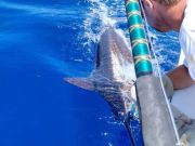 Gecko Sportfishing, Availability for Big Rock Tournament