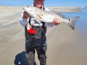 Tradewinds Tackle Shop, On the Red Drum