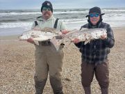 Tradewinds Tackle Shop, Drum from the Beach