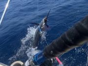 C-Legs Sportfishing, Open Spots for Hatteras Village Offshore Open