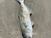Tradewinds Tackle Shop, Drum & Bluefish