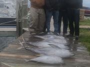 True Grit Sportfishing, One of Those Days
