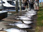 True Grit Sportfishing, Good Tuna Fishing