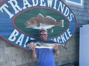 Tradewinds Tackle Shop, Monster Bluefish