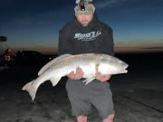 Tradewinds Tackle Shop, Gorgeous Red Drum