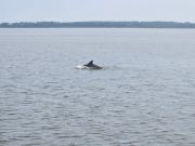 Harbor Star Dolphin Tours, Dolphin Tours starting May 15th!