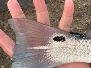 Tradewinds Tackle Shop, Nice Red Drum