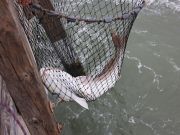 Jennette's Pier, Still Windy