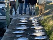 True Grit Sportfishing, Sunday's Haul