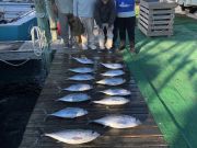 Oregon Inlet Fishing Center, Tuna, Wahoo, & Sailfish