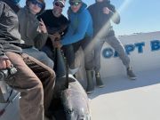 TW’s Bait & Tackle, Catchin' Bluefins