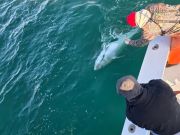 Phideaux Fishing Charters Outer Banks, Still fantastic Blue fin fishing!!