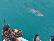 Pirate's Cove Marina, The Season of the Bluefin