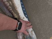 Tradewinds Tackle Shop, Citation Red Drum