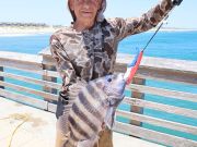 Jennette's Pier, Blues and Sheepshead