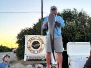 Red Drum Tackle Shop, Cobia and Drum at the Point