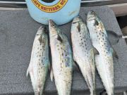 Red Drum Tackle Shop, Fat Fish at the Jetties!