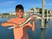 Tradewinds Tackle Shop, Dogfish in Silver Lake Harbor